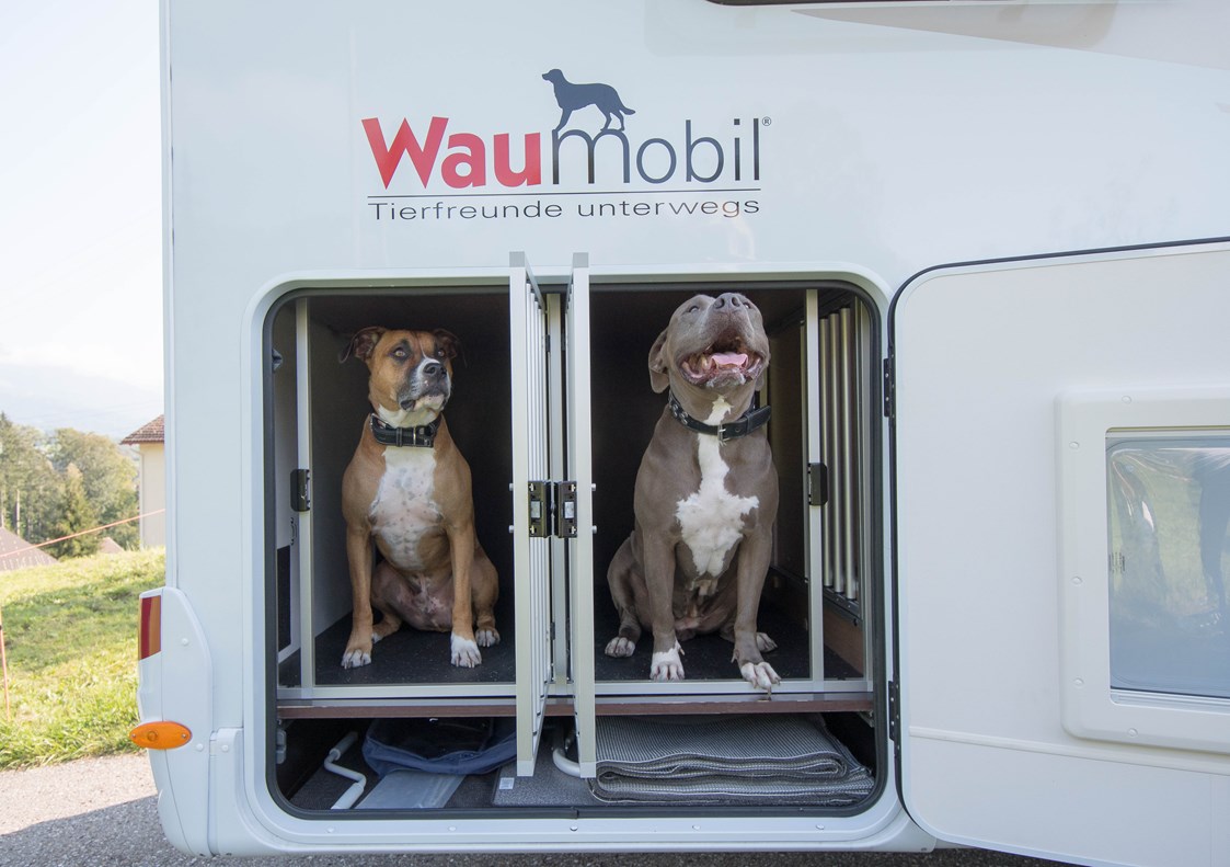 Camper: Auch Hunde fühlen sich wohl - Eschis Mobil und Freizeit