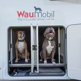 Camper: Auch Hunde fühlen sich wohl - Eschis Mobil und Freizeit